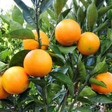 Orange Washington Navel Dwarf - 16.5cm Pot