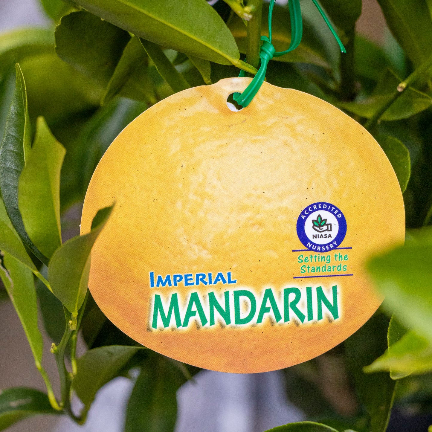 Mandarin Imperial - 40cm Pot