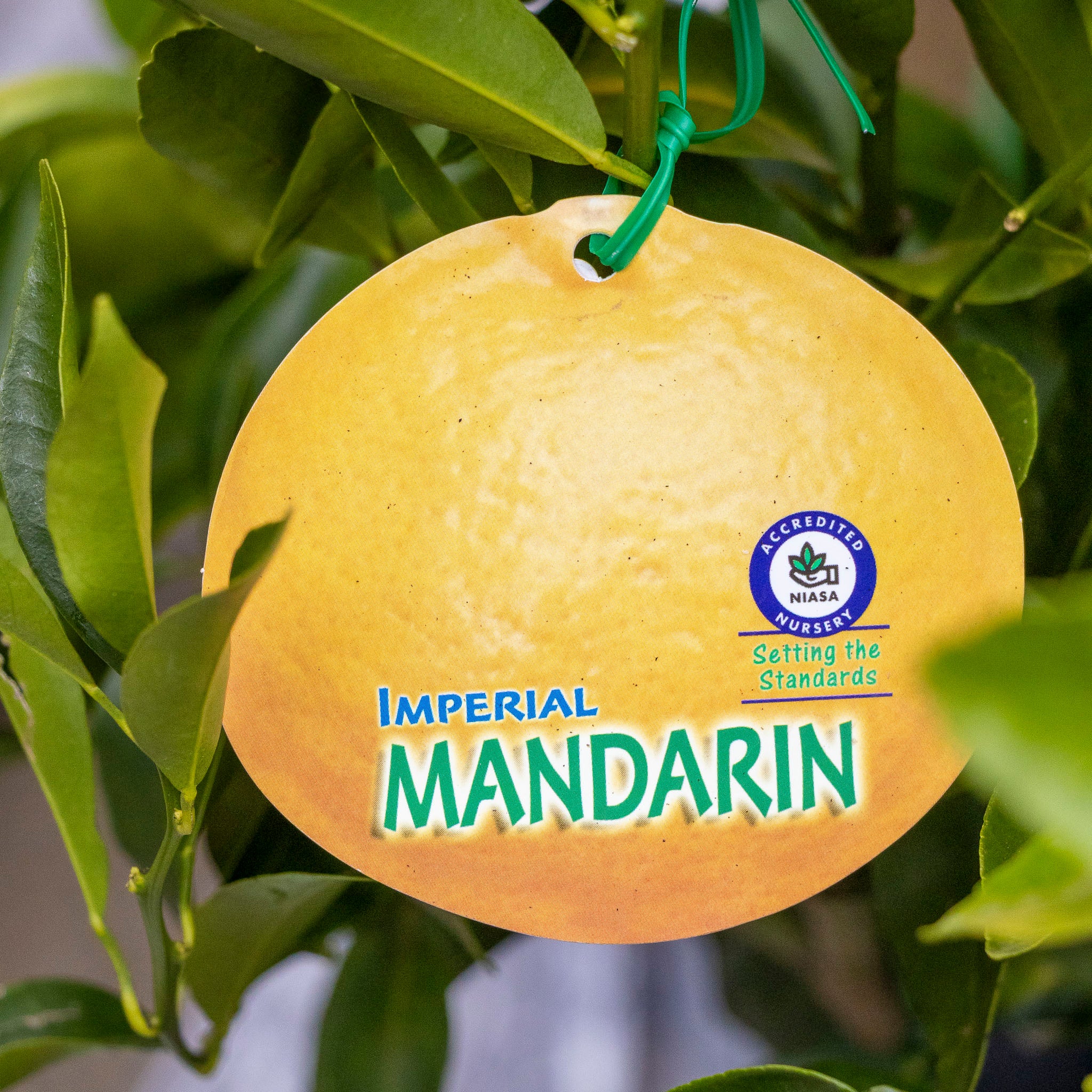 Mandarin Imperial - 40cm Pot