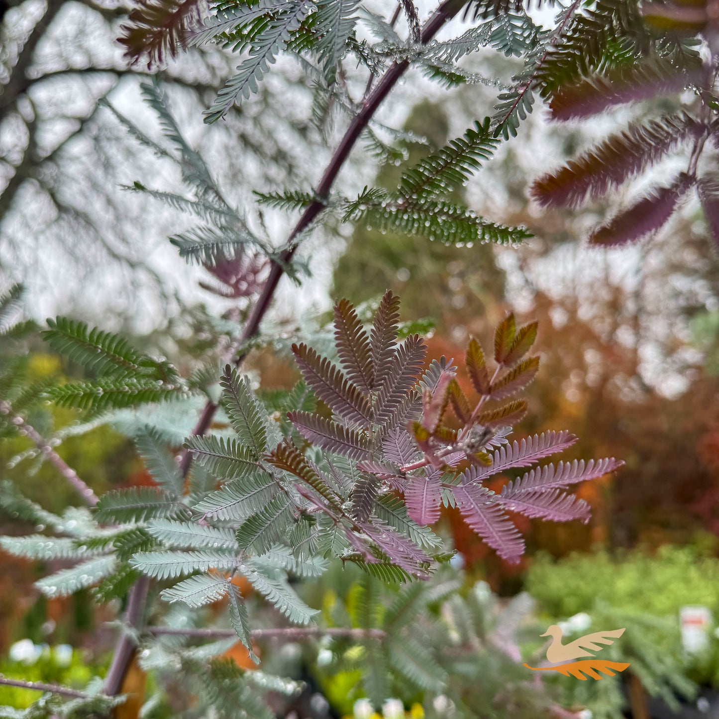 Acacia Baileyana Purpurea - 33cm Pot