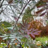 Acacia Baileyana Purpurea - 33cm Pot