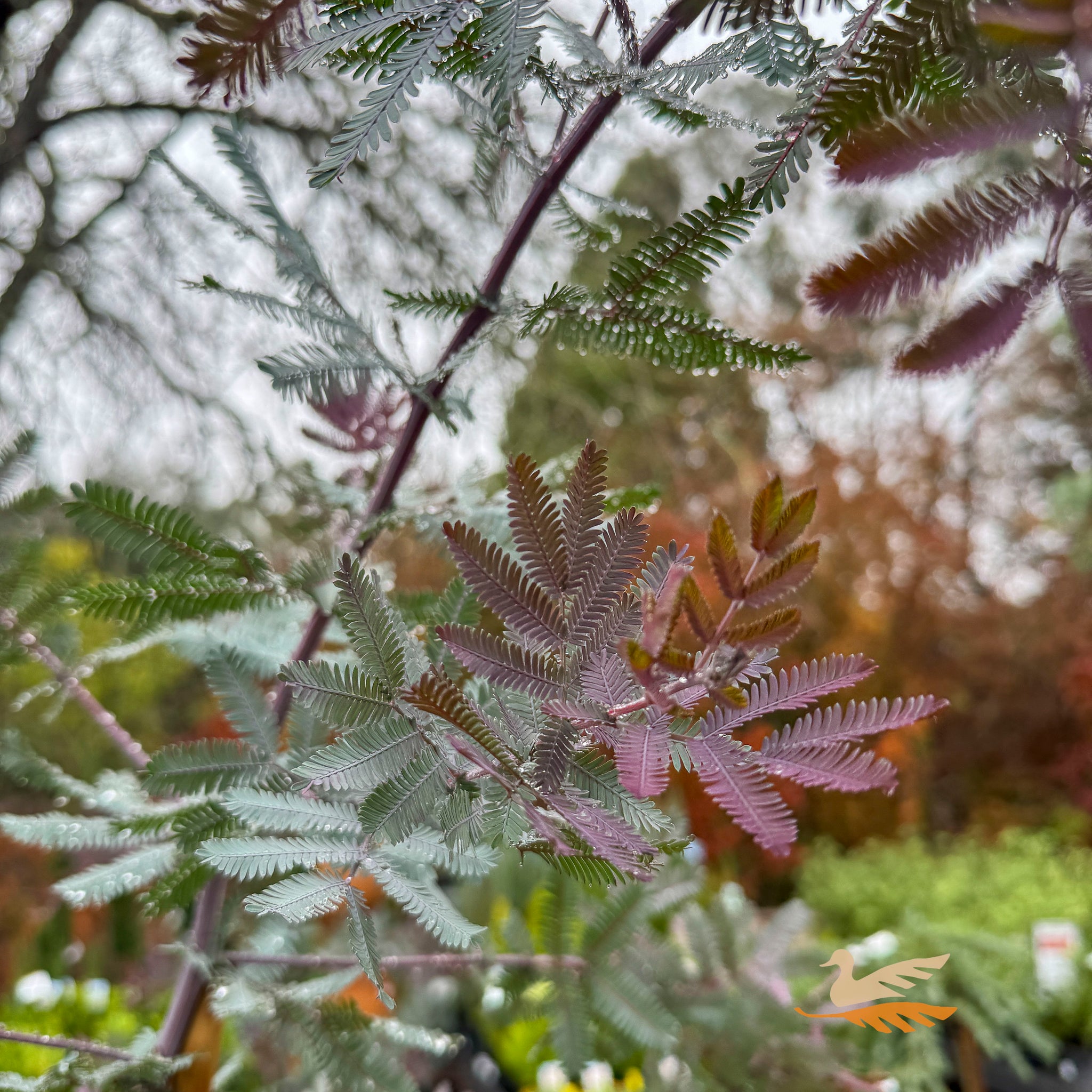 Acacia Baileyana Purpurea - 33cm Pot