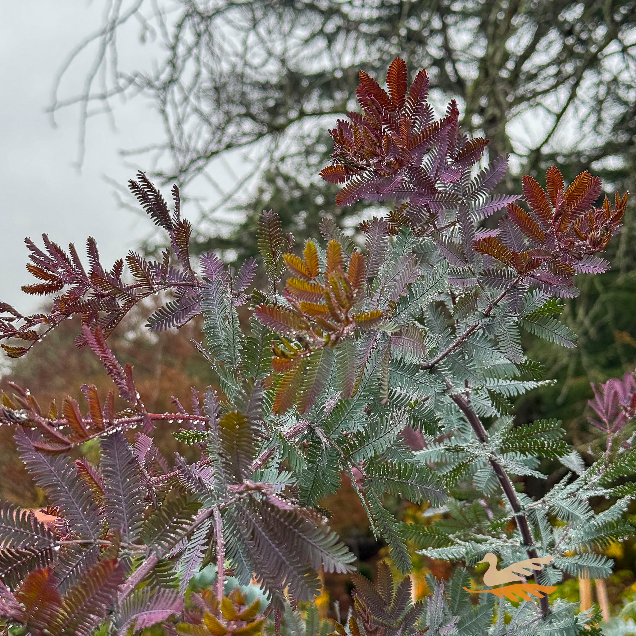 Acacia Baileyana Purpurea - 33cm Pot
