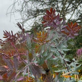 Acacia Baileyana Purpurea - 33cm Pot