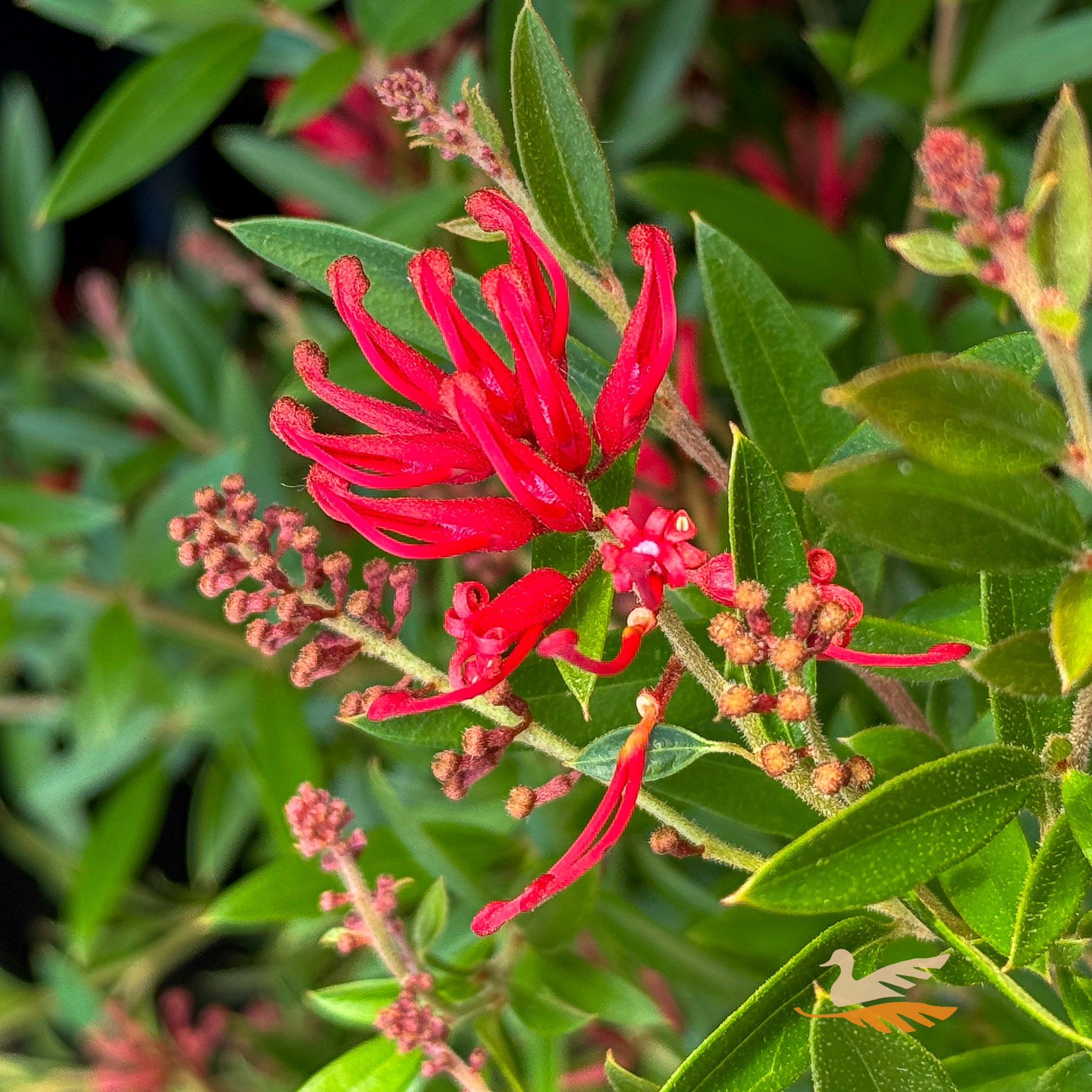 Grevillea Lady O - 33cm Pot
