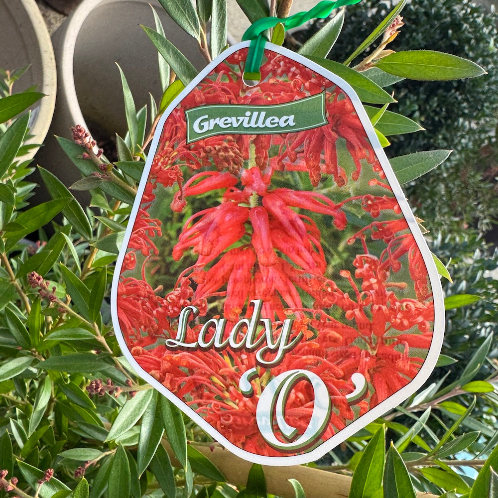 Grevillea Lady O - 33cm Pot