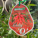 Grevillea Lady O - 33cm Pot