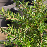 Grevillea Lady O - 33cm Pot