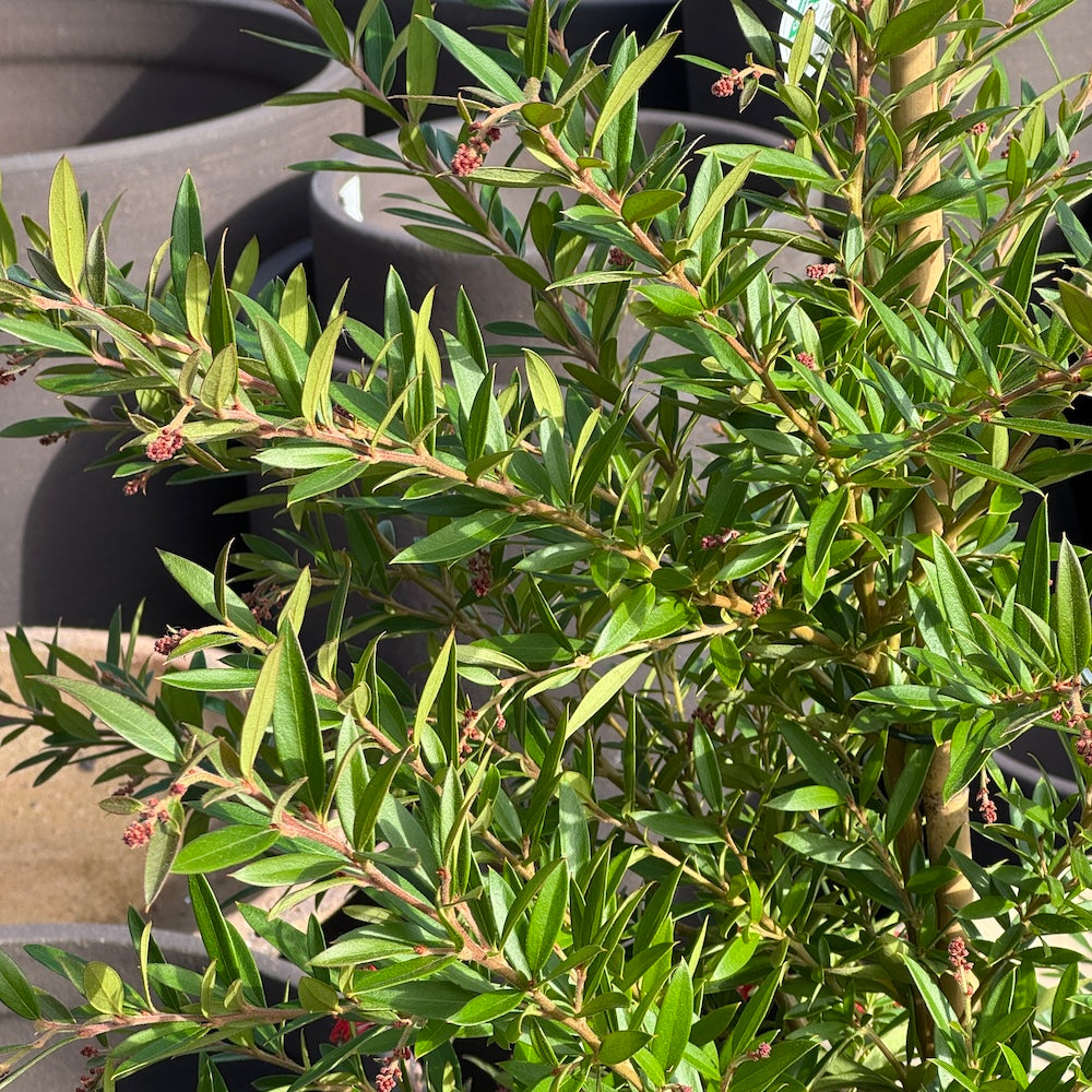 Grevillea Lady O - 33cm Pot