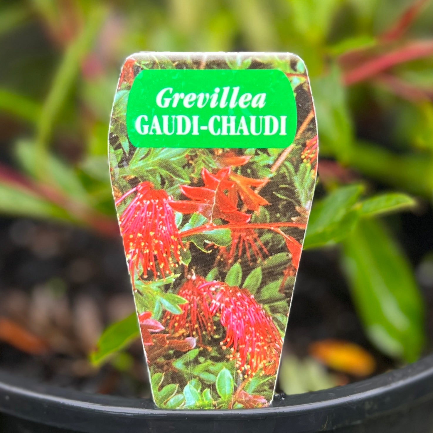 Grevillea Gaudi Chaudi - 14cm Pot