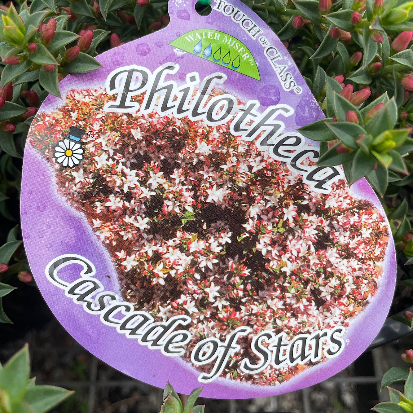 Philotheca Cascade of Stars - 20cm Pot