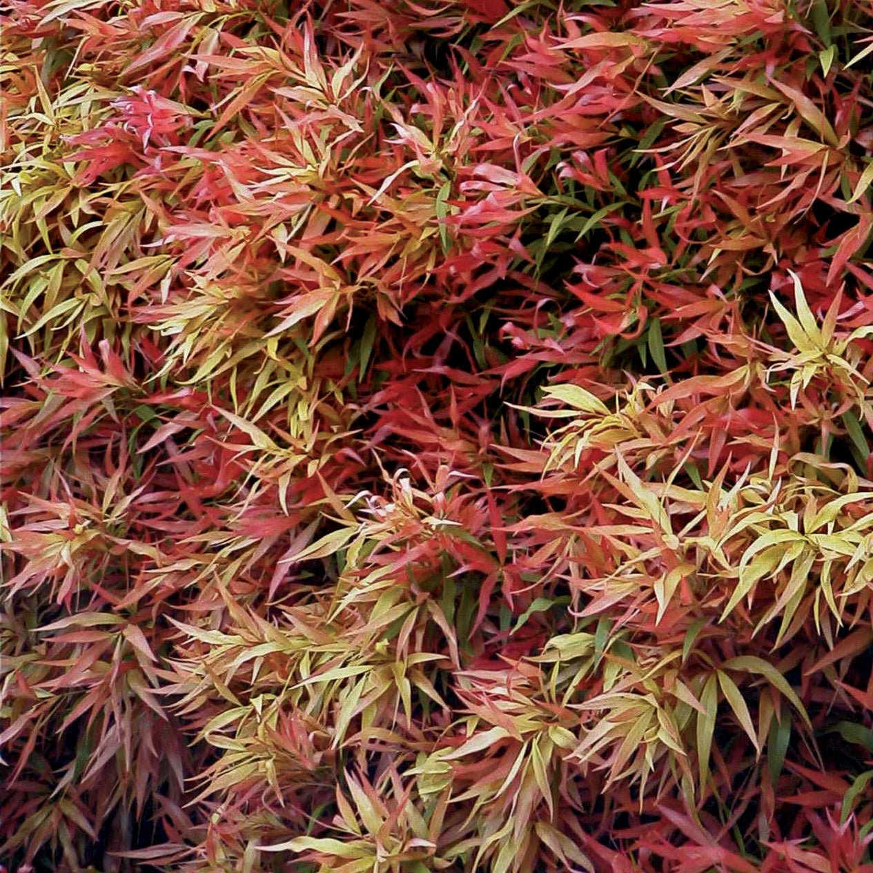 Callistemon Great Balls Of Fire - 14cm Pot