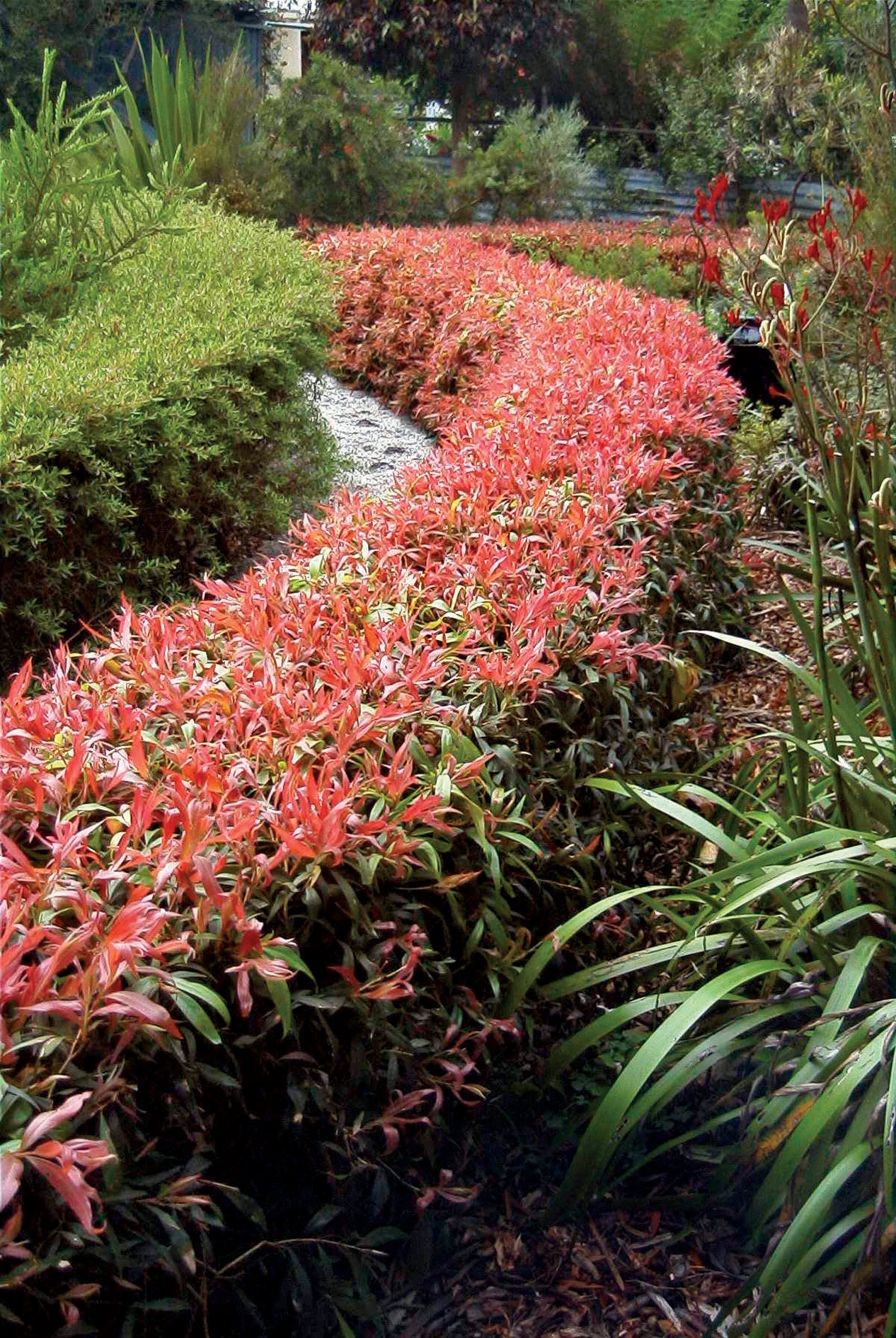 Callistemon Great Balls Of Fire - 14cm Pot