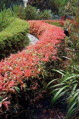 Callistemon Great Balls Of Fire - 14cm Pot