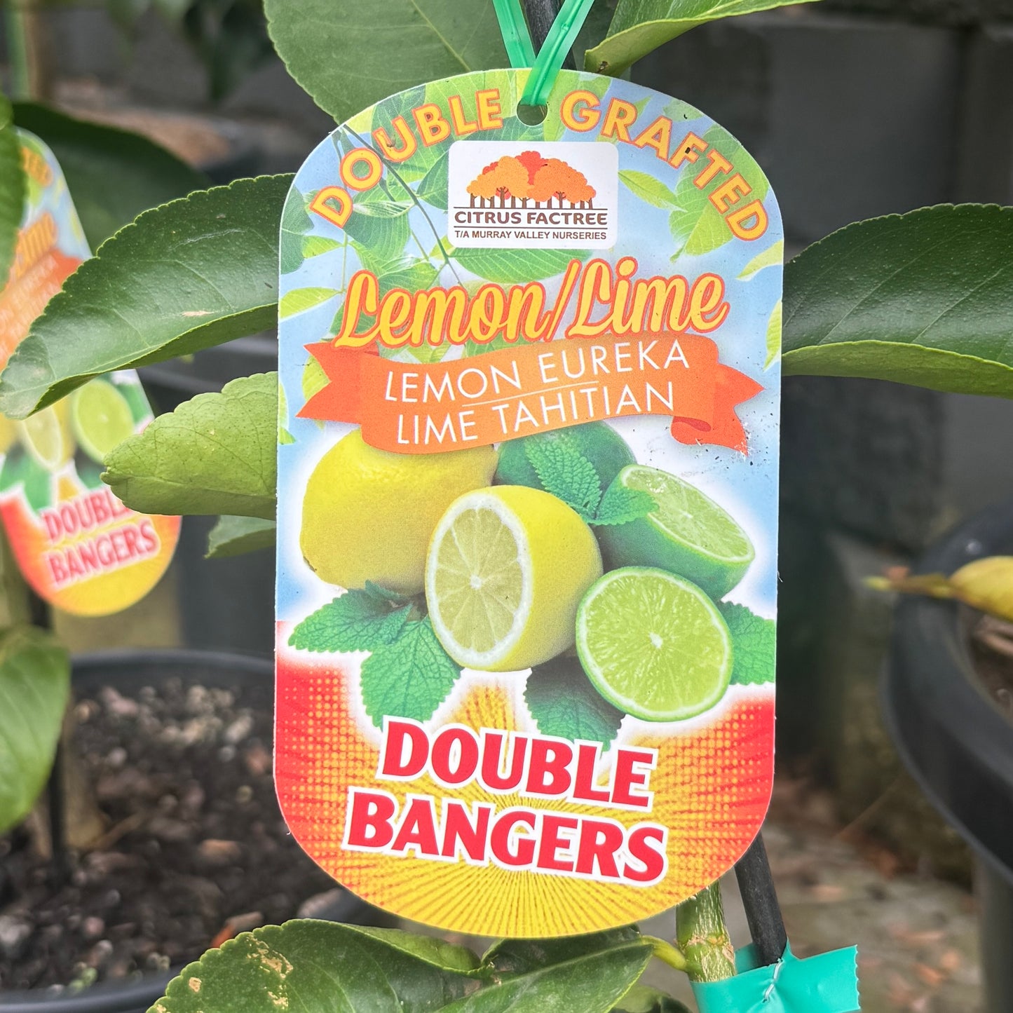 2 Way Citrus Eureka/Tahitian - 25cm Pot