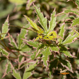 Acer Butterfly - 33cm Pot