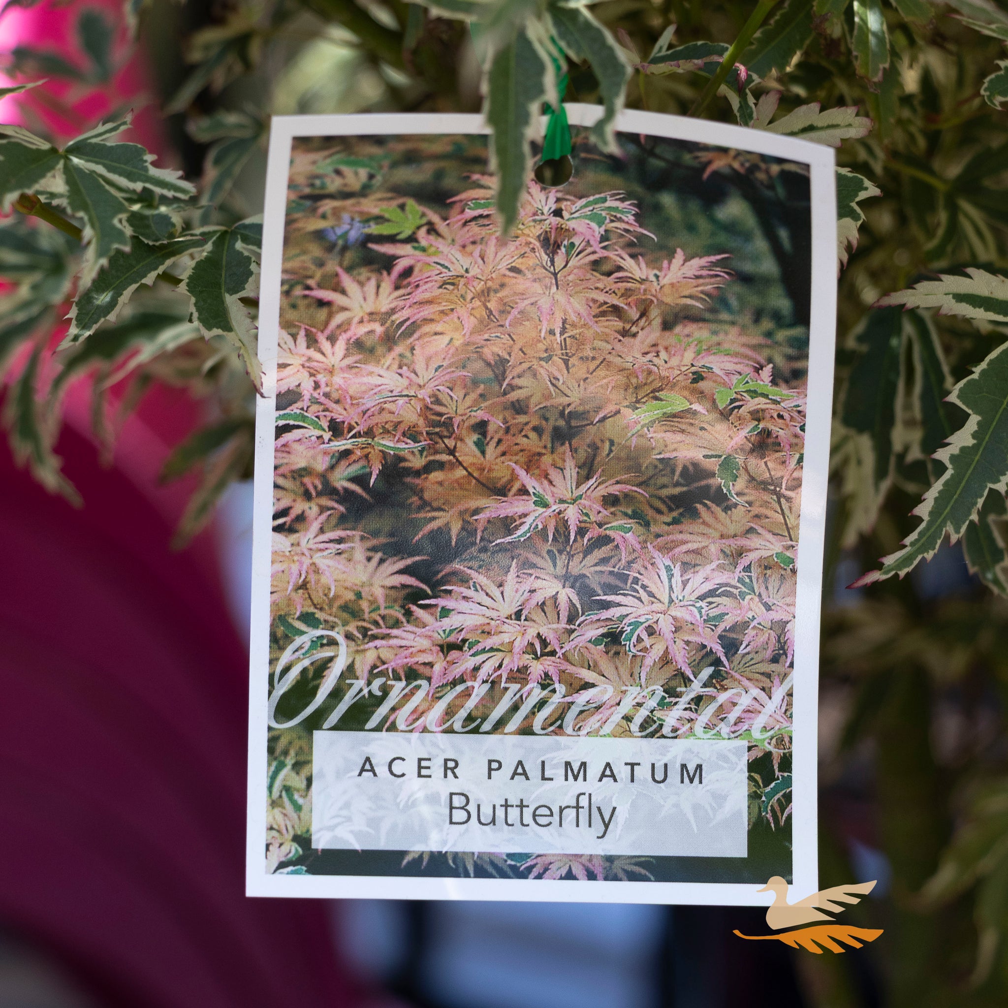 Acer Butterfly - 33cm Pot