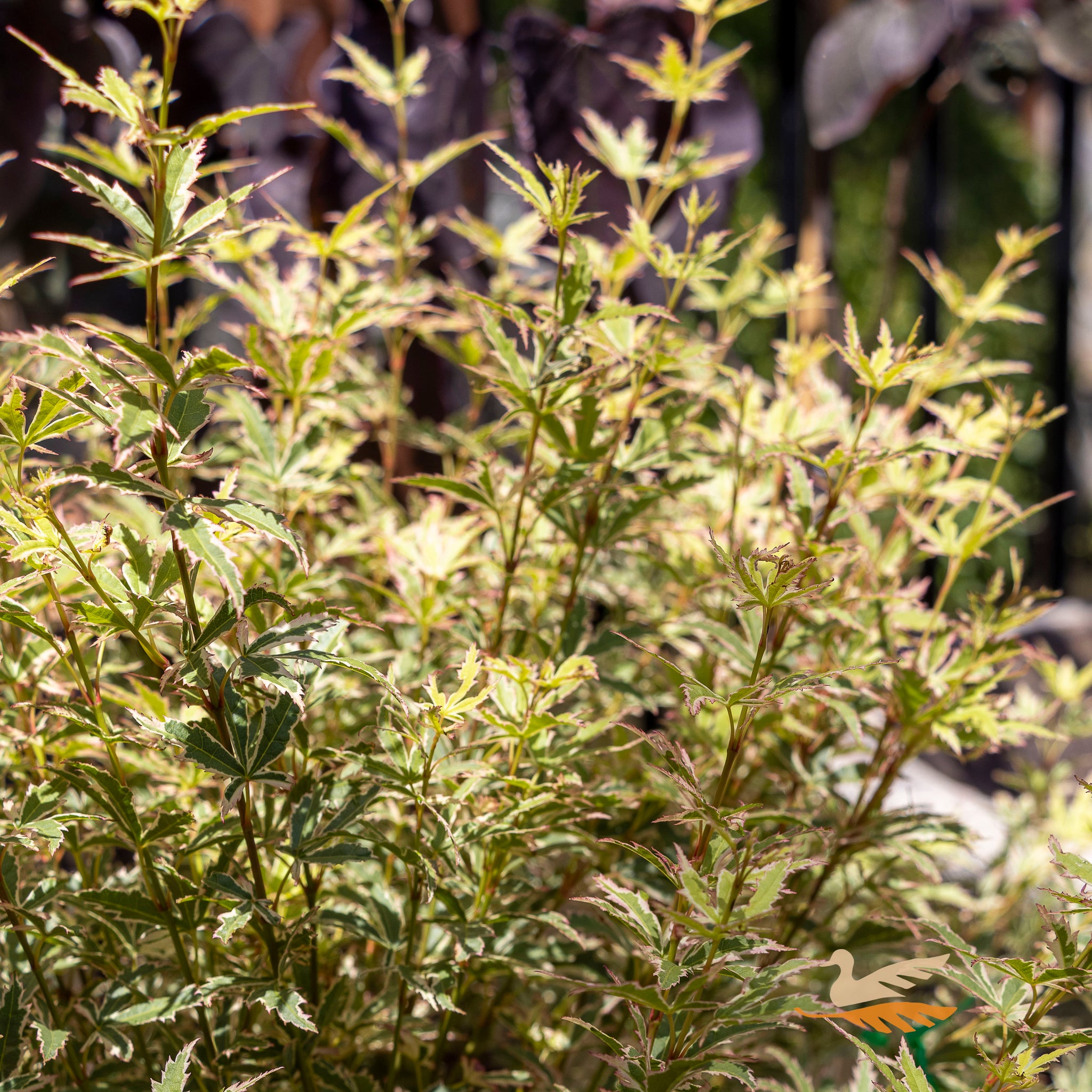 Acer Butterfly - 33cm Pot