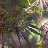 Acer Crimsonwave - 30cm Pot