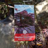 Acer Crimsonwave - 30cm Pot