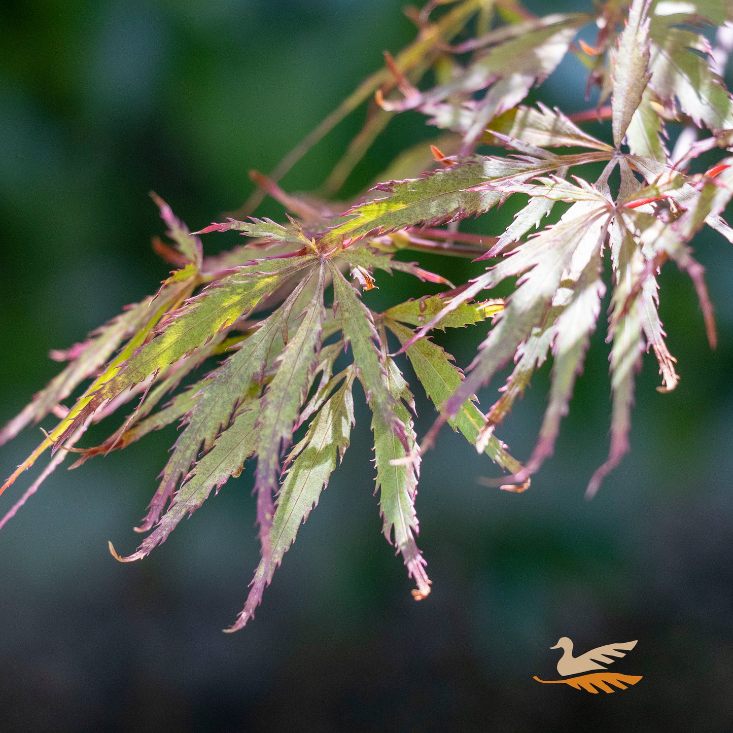 Acer Dissectum Sunset - 40cm Pot