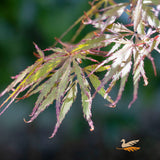 Acer Dissectum Sunset - 40cm Pot