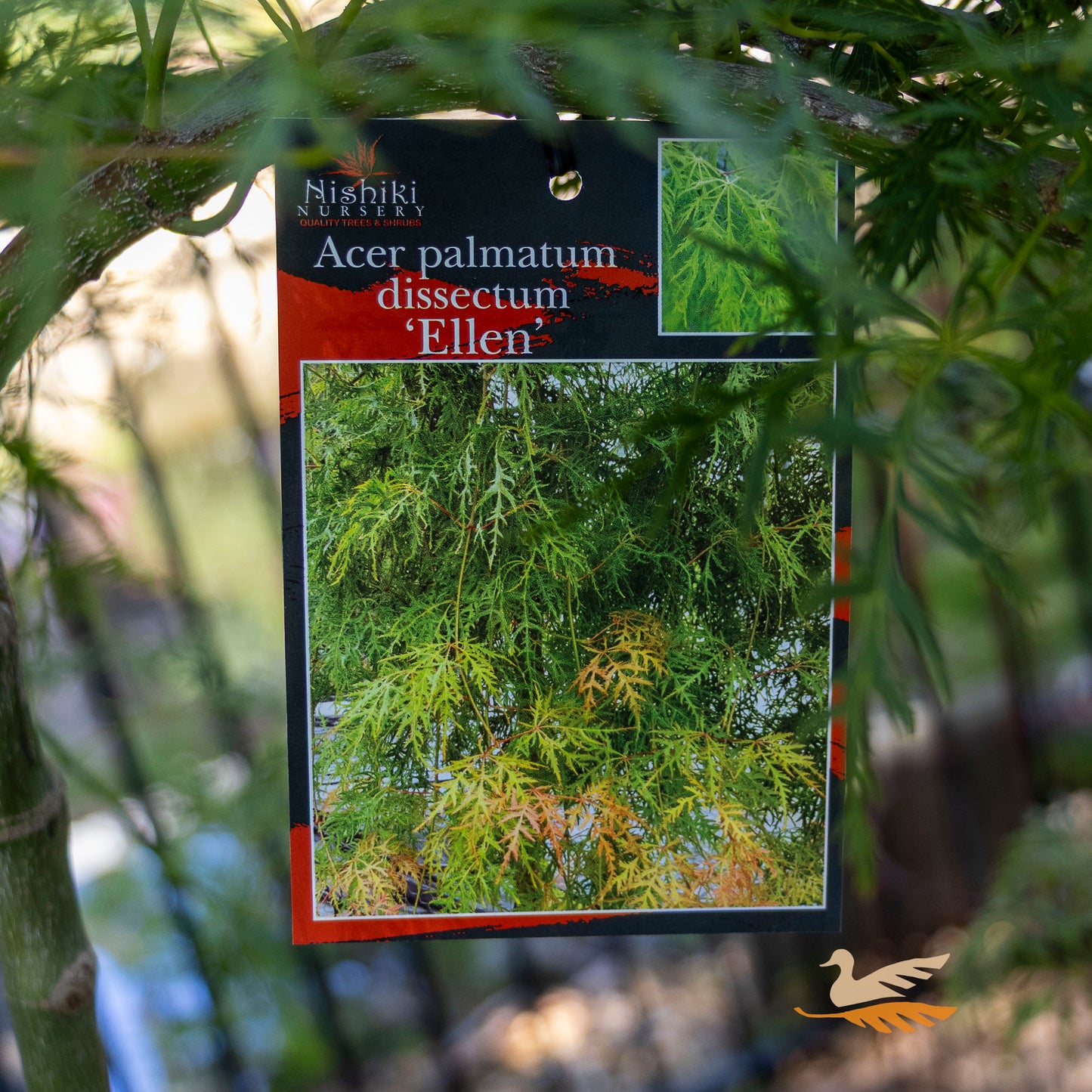 Acer Ellen - 33cm Pot