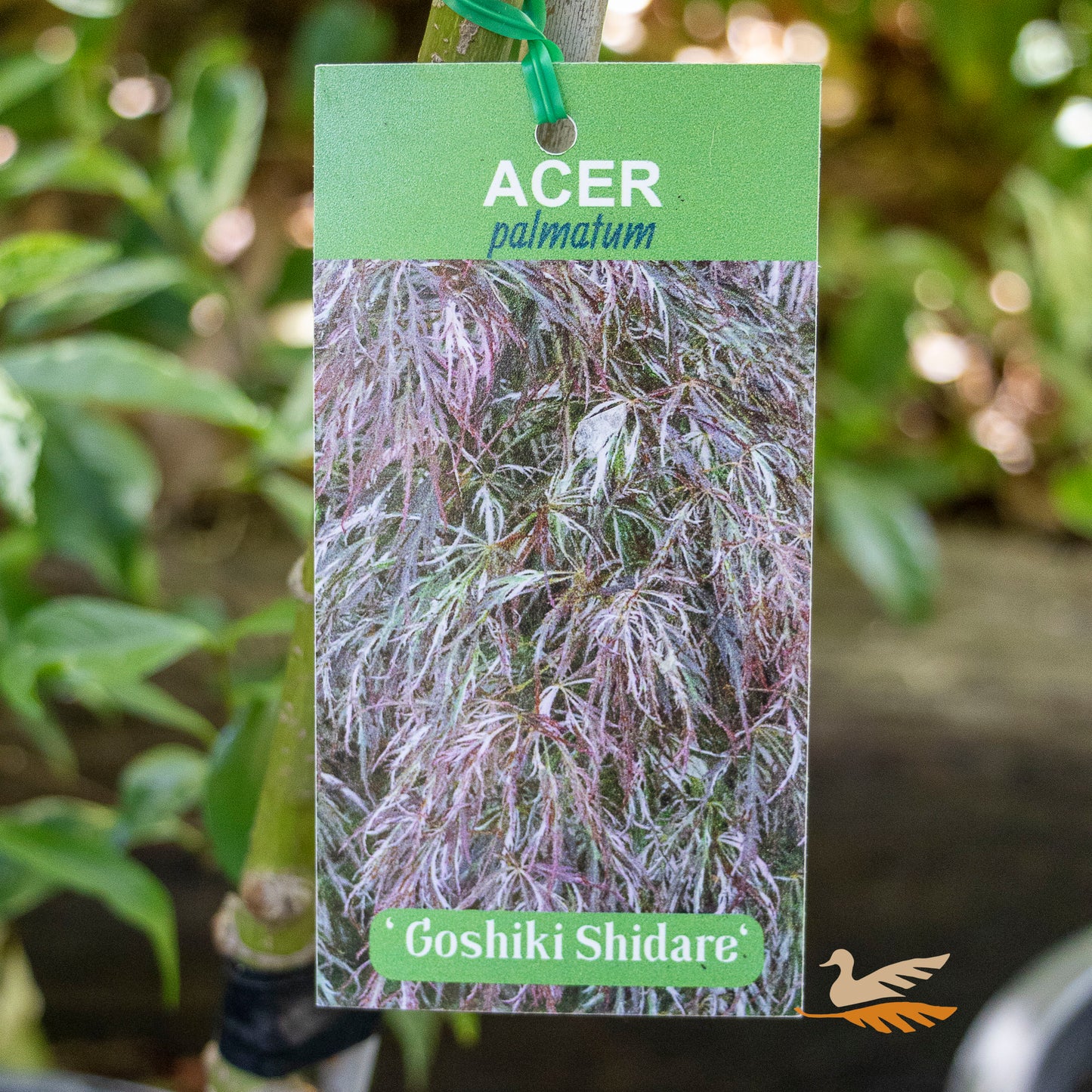 Acer Goshiki Shidare - 25cm Pot