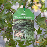 Acer Murasaki Kiyohime Standard - 30cm Pot