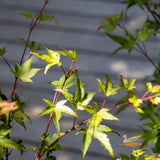 Acer Murasaki Kiyohime Standard - 30cm Pot