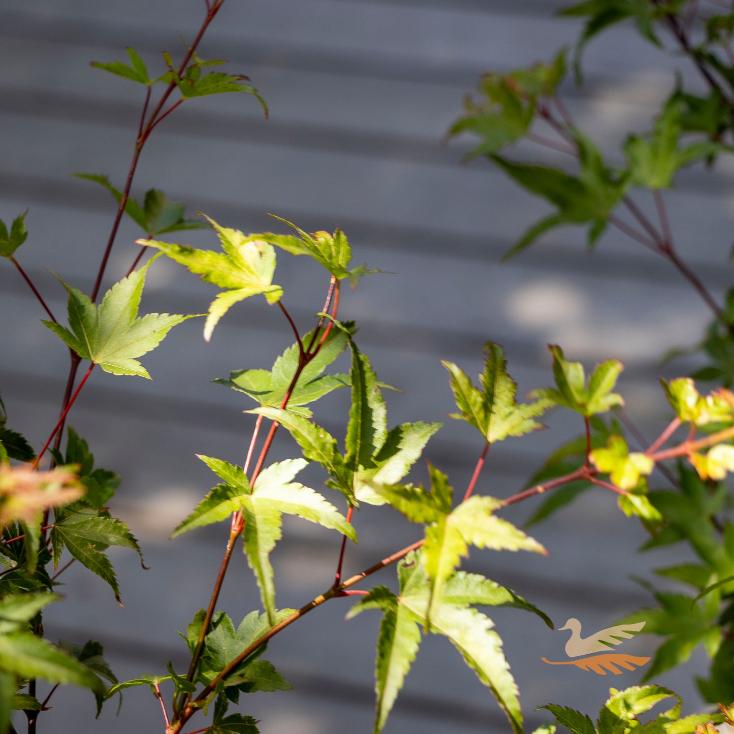 Acer Murasaki Kiyohime - 30cm Pot