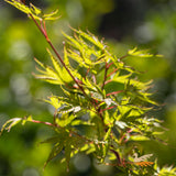 Acer Okushimo - 40cm Pot