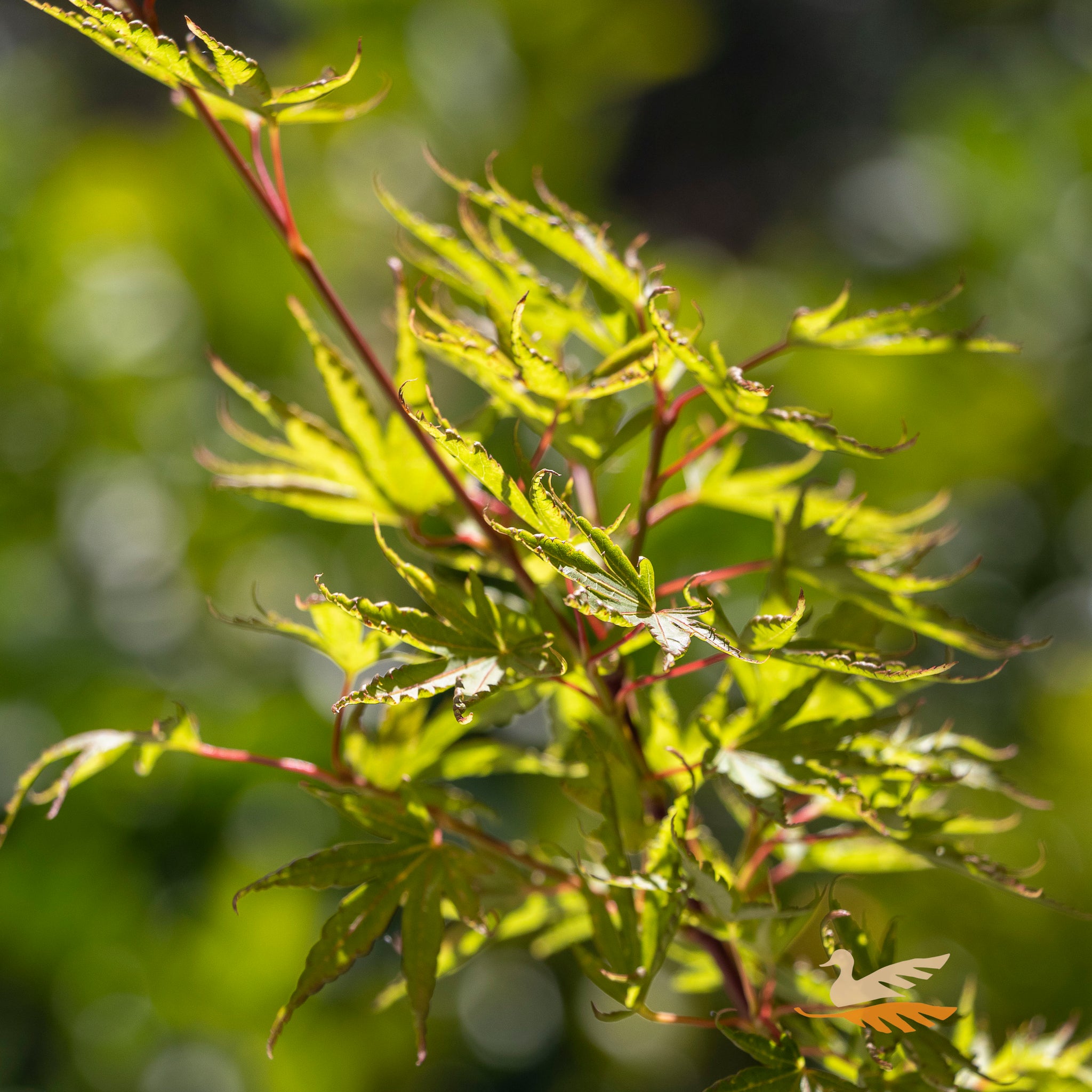 Acer Okushimo - 40cm Pot