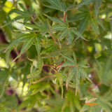 Acer Okushimo - 40cm Pot