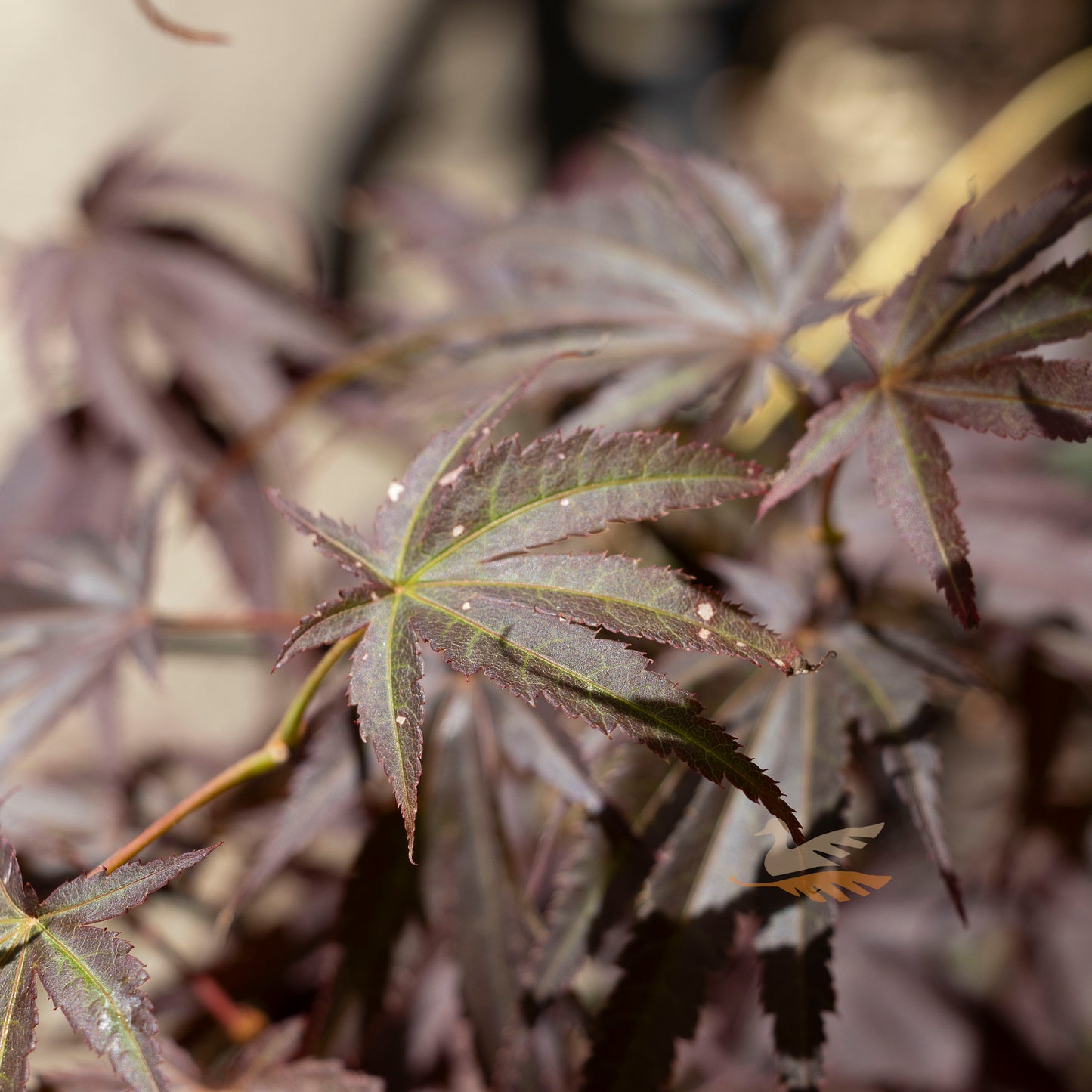Acer Palmatum Pixie - 33cm Pot
