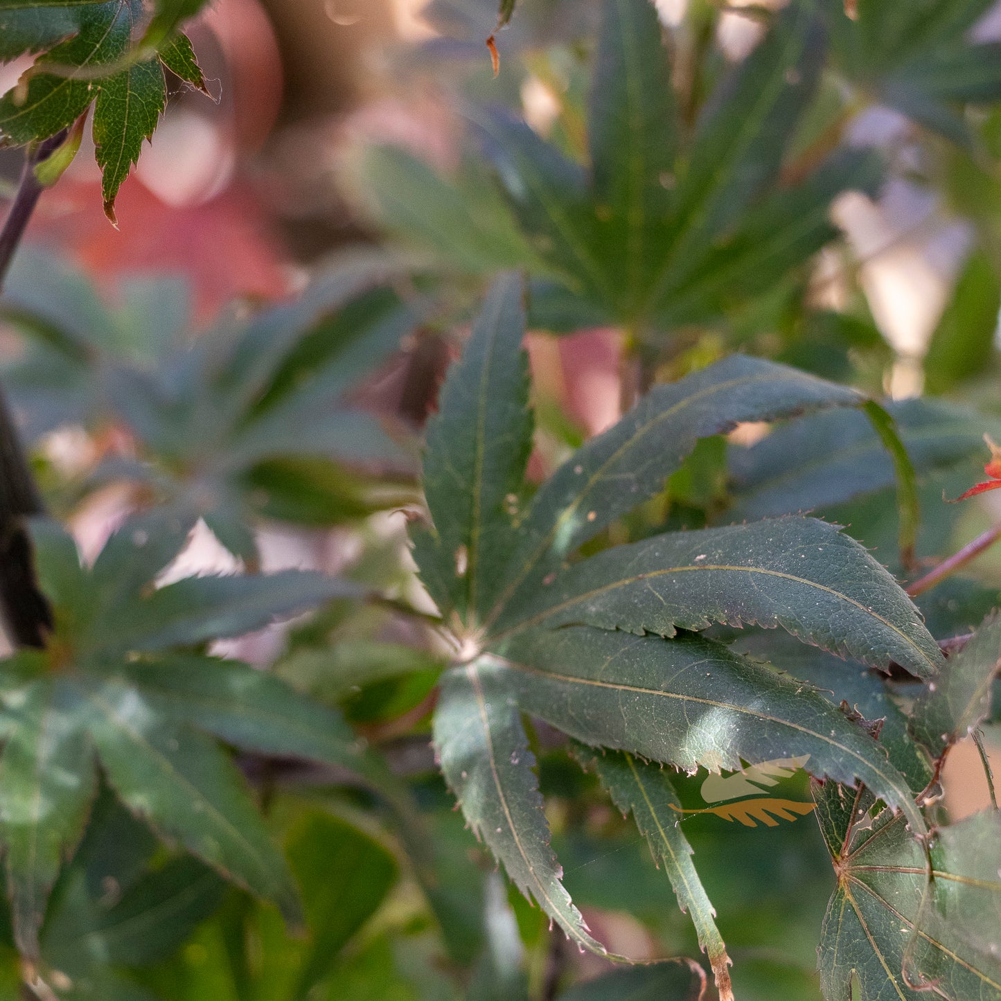 Acer Palmatum Pixie - 33cm Pot
