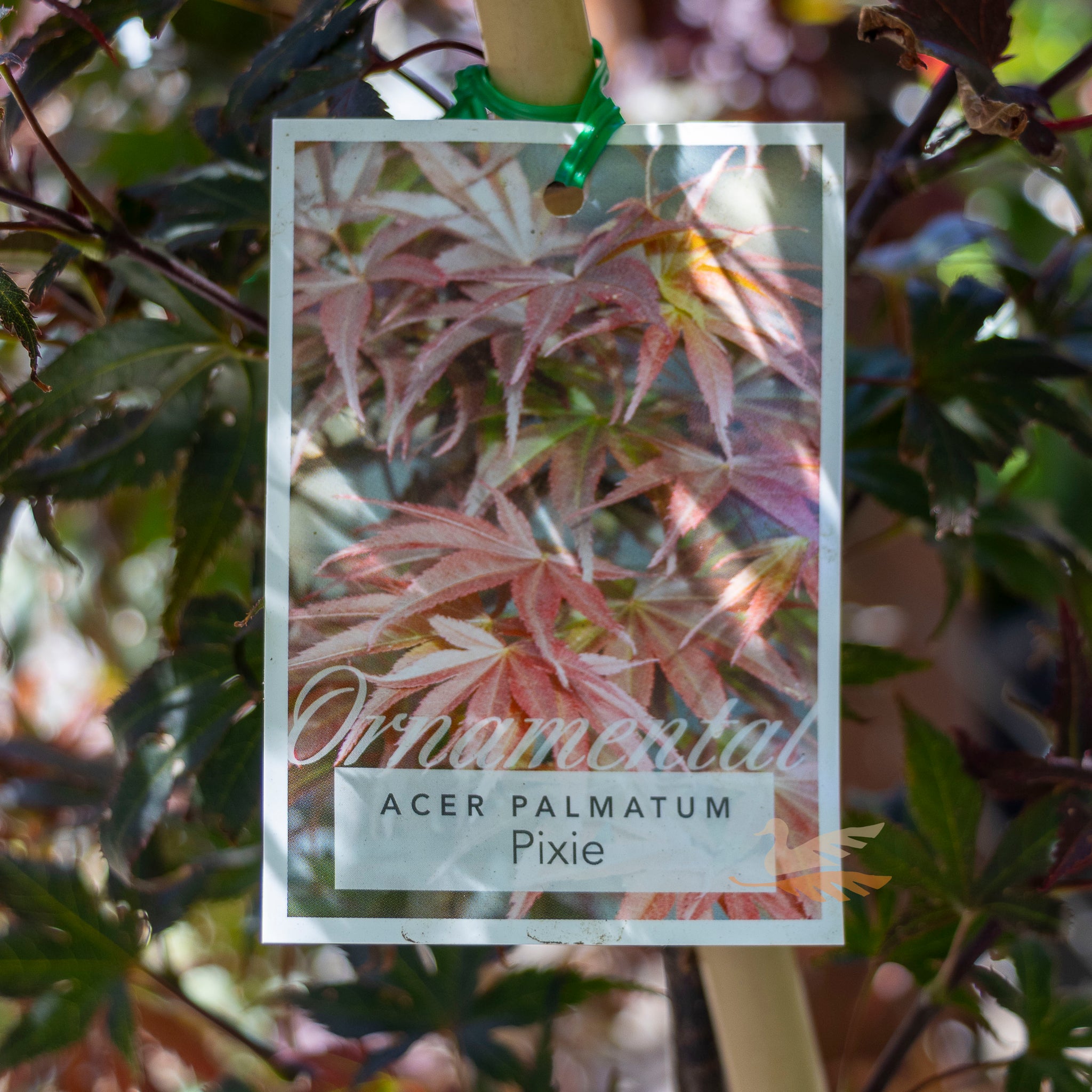 Acer Palmatum Pixie - 25cm Pot