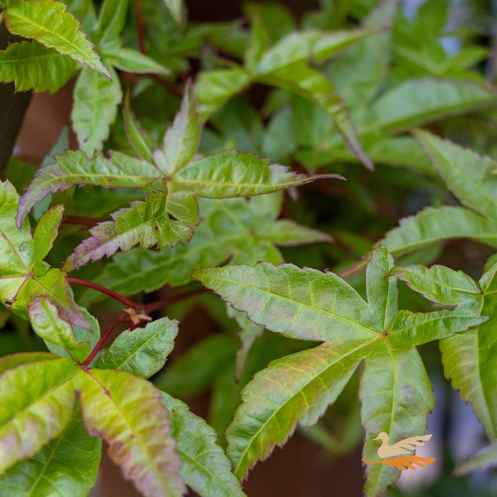 Acer Palmatum Otome Zakura - 40cm Pot