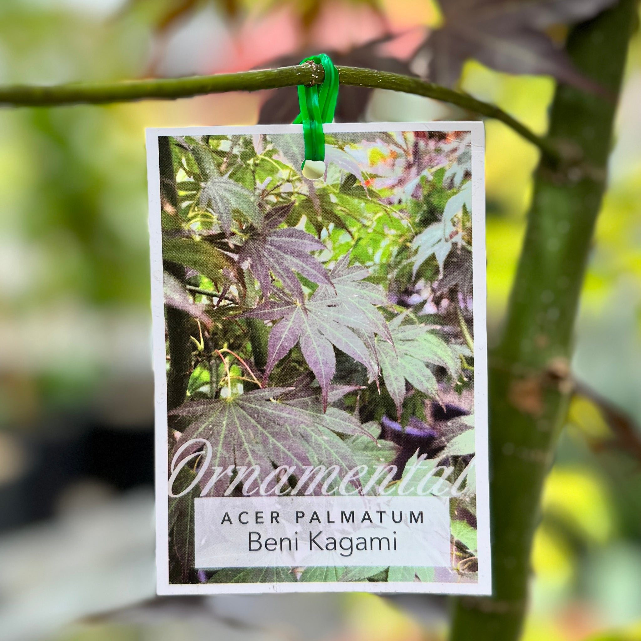 Acer Palmatum Beni Kagami - 40cm Pot
