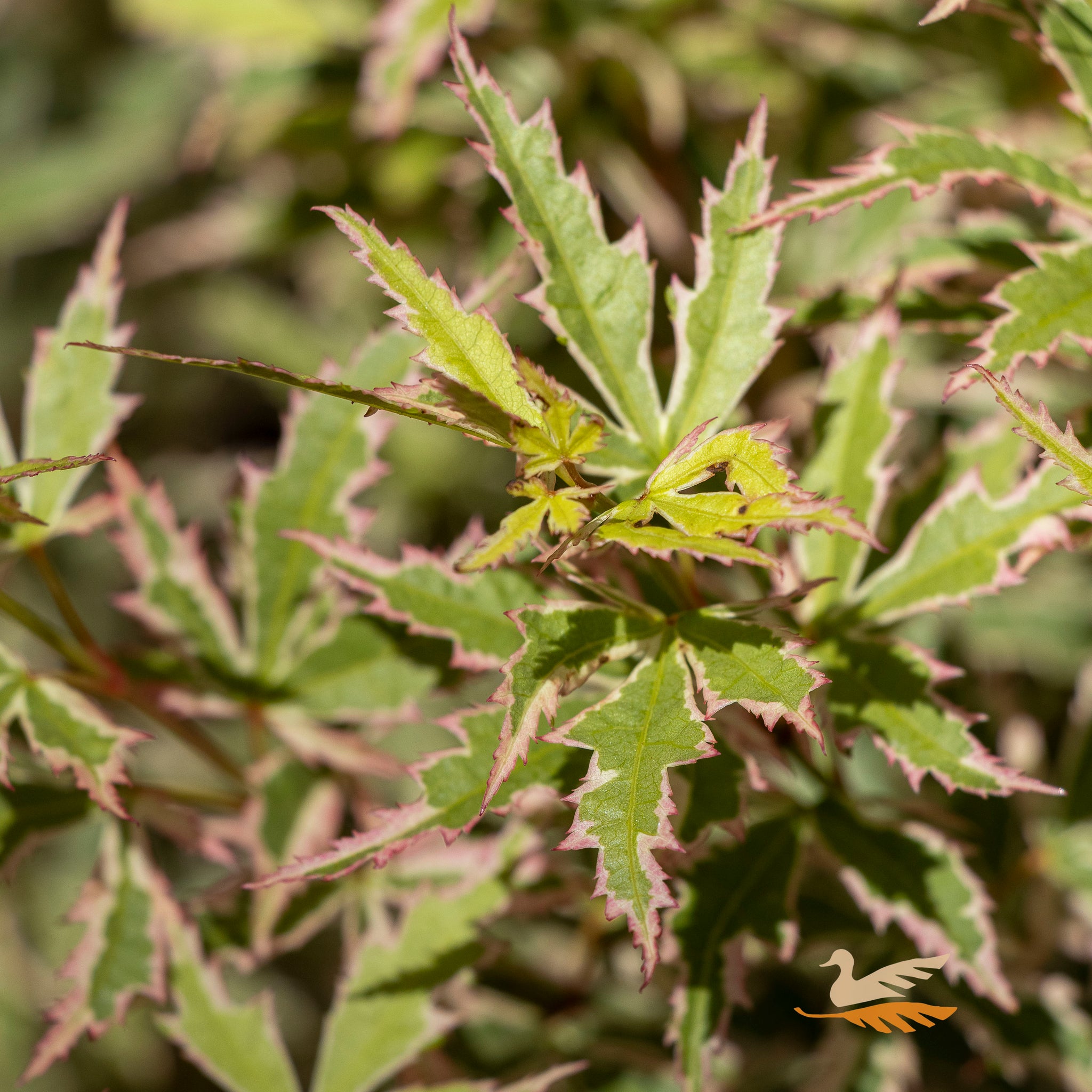 Acer Palmatum Butterfly - 25cm Pot