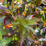 Acer Palmatum Osakazuki - 25cm Pot
