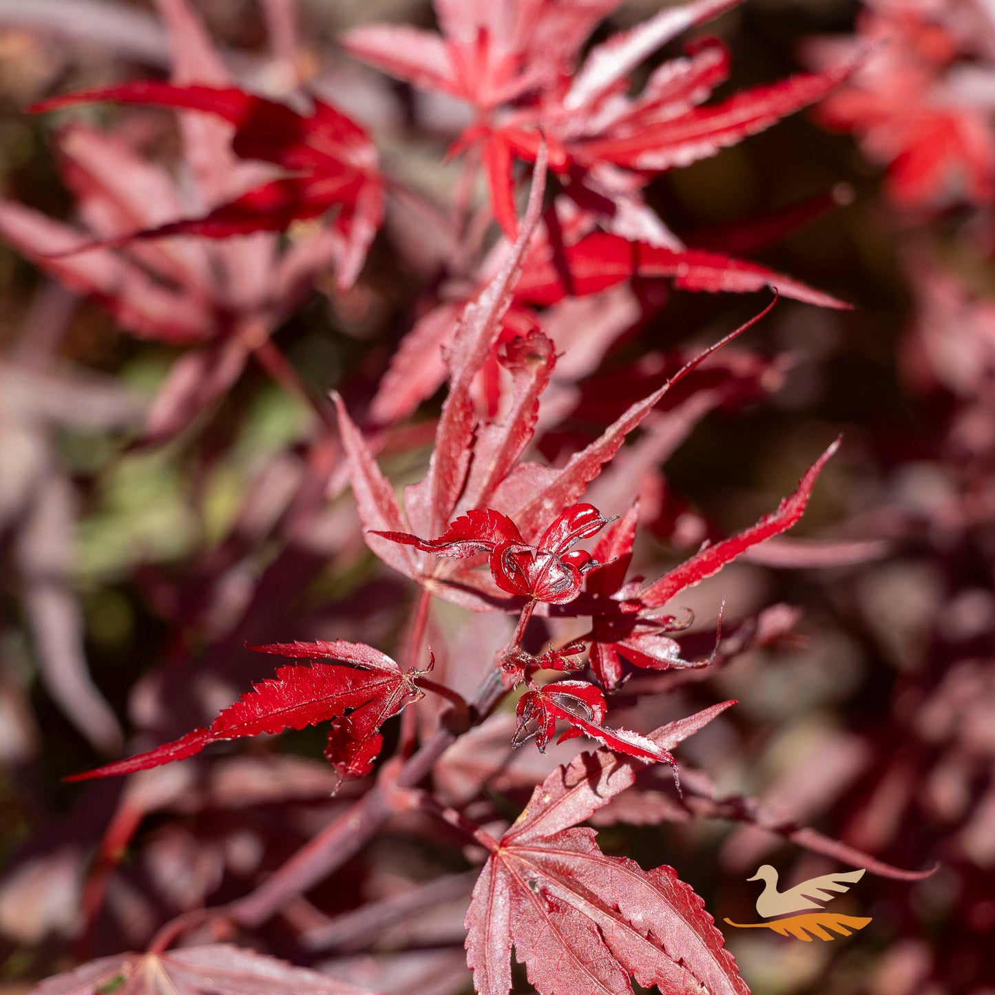 Acer Palmatum Shaina - 30cm Pot