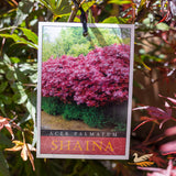 Acer Palmatum Shaina - 30cm Pot