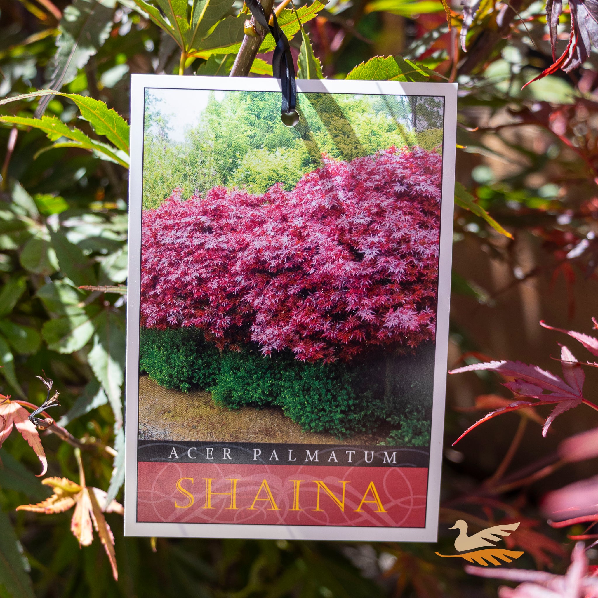 Acer Palmatum Shaina Standard - 40cm Pot