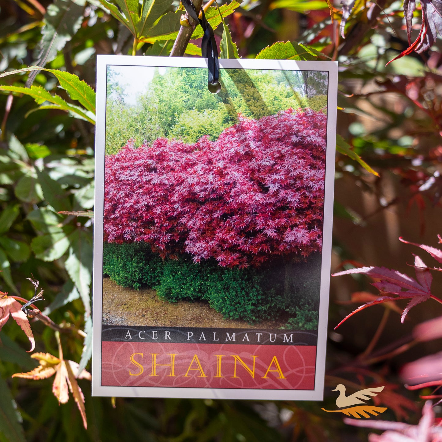 Acer Palmatum Shaina Standard Tall - 30cm Pot