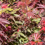 Acer Palmatum Shaina Standard Tall - 30cm Pot