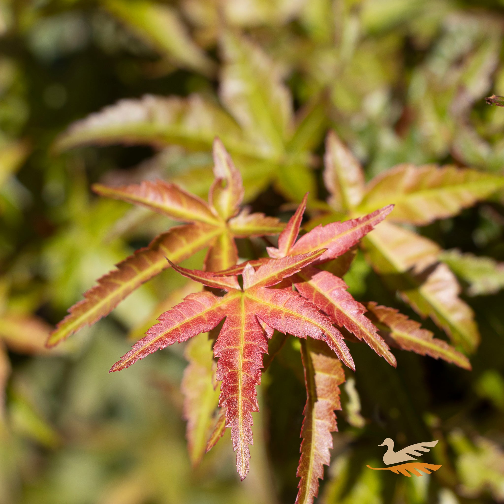 Acer Palmatum Seigen Standard - 25cm Pot