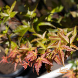 Acer Palmatum Seigen - 33cm Pot