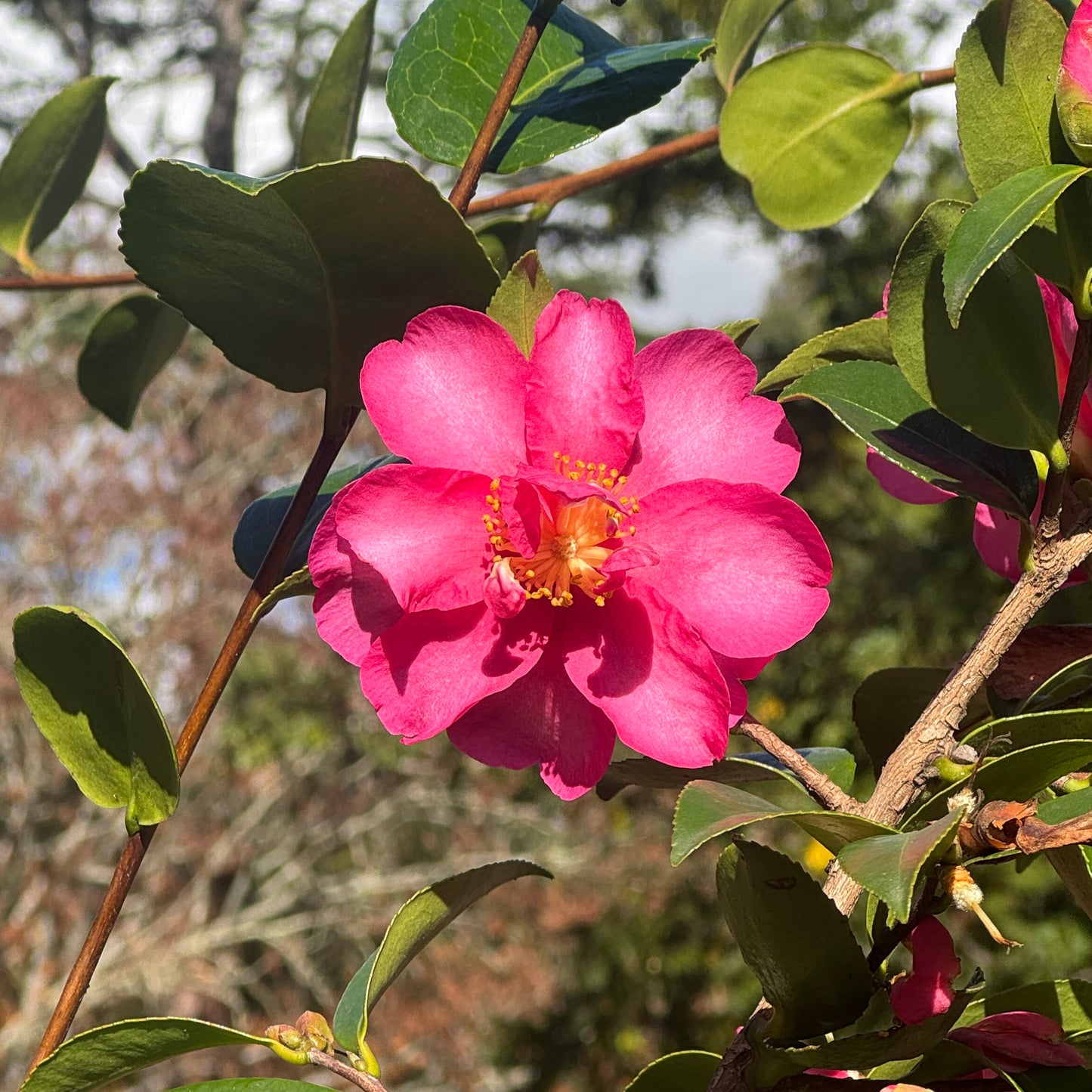 Camellia Hiryu - 20cm Pot