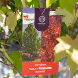 Acer Rubrum Frank Jr Redpointe - 33cm Pot